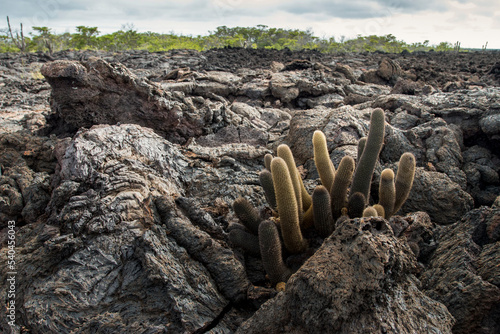 lava cactus in the basalt field photo