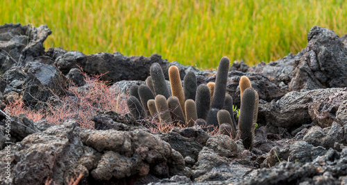 lava cactus photo