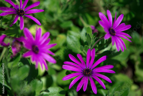 Detail of purple flowers and green leaves in the botanical garden.