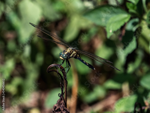 Female white-tailed skimmer on a twig 1