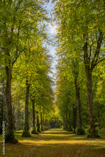 Fototapeta Naklejka Na Ścianę i Meble -  an Aestheticall pleasing straight line of trees in an autumn fall woodland with changing colors and leaves on the grassy floor. The trees form a pretty path for walkers to ramble through