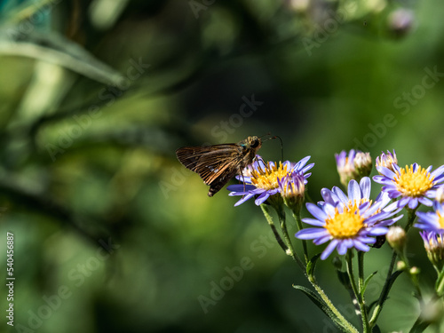 Common Straight Swift butterfly on aster flowers © Hanstography