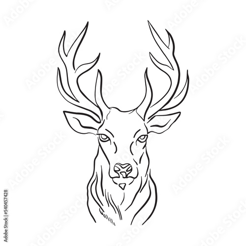 Deer  hand draw. Vector  isolated on background
