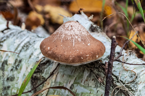 Birkenporling Fomitopsis betulina im Herbstwald - birch polypore in autumn forest photo