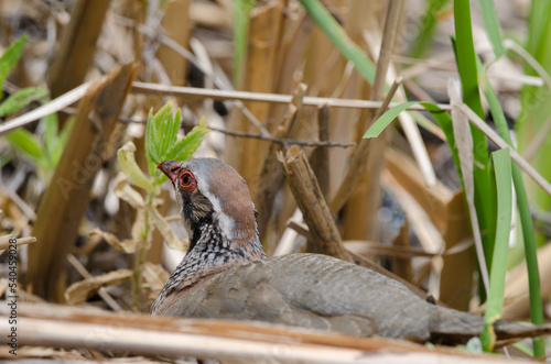 Red-legged partridge Alectoris rufa. Integral Natural Reserve of Inagua. Gran Canaria. Canary Islands. Spain. photo