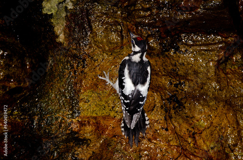 Juvenile great spotted woodpecker Dendrocopos major thanneri drinking water. Integral Natural Reserve of Inagua. Gran Canaria. Canary Islands. Spain. photo