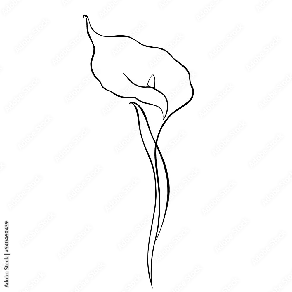 Fototapeta premium pink lily isolated on white