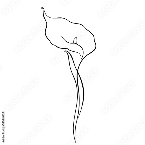 pink lily isolated on white