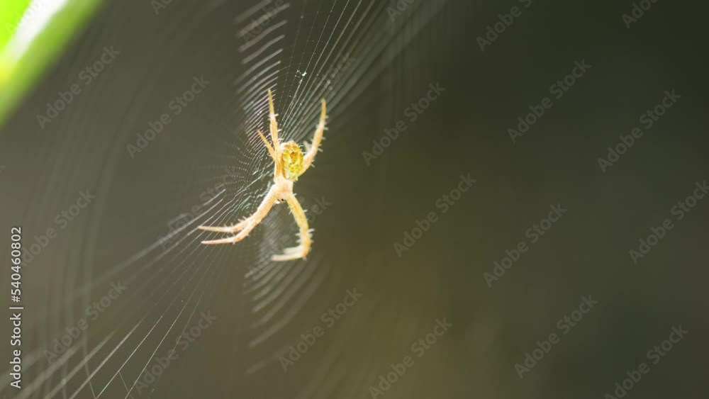 A small brown spider is guarding its prey's trap net
