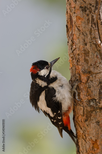 Great spotted woodpecker Dendrocopos major thanneri. Male shaking its plumage. Alsandara. Inagua. Tejeda. Gran Canaria. Canary Islands. Spain. photo
