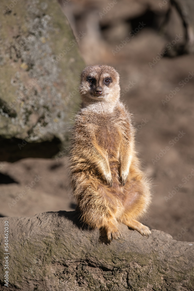 Fototapeta premium Erdmännchen