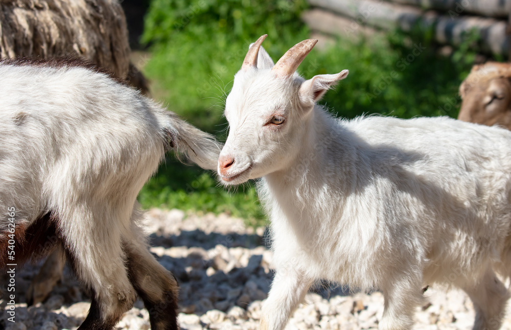 Portrait of a goat on a farm.