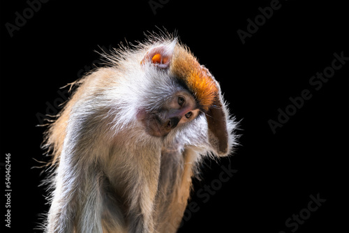 Canvas Print Portrait of a monkey on a black background