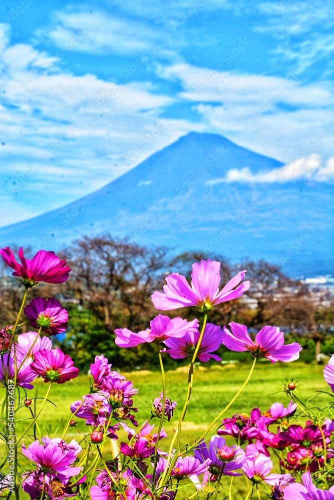 Obraz premium flowers in the mountains