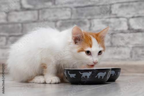 little kitten eats food from a bowl