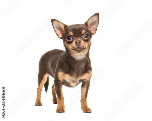 Pretty brown standing chihuahua isolated on a white background