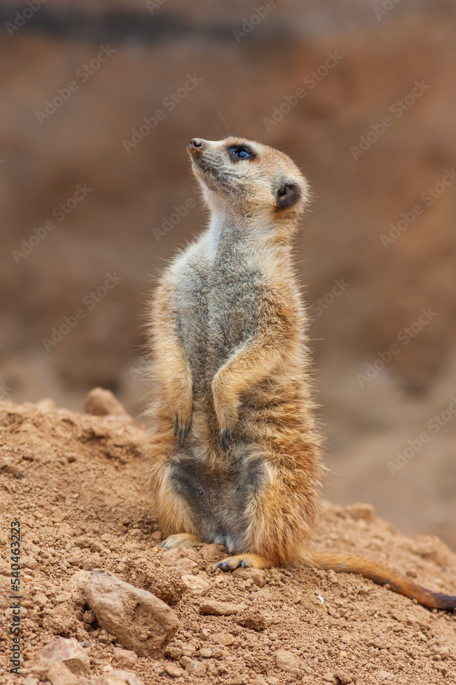 Meerkat - Suricata suricatta standing on a stone guarding the surroundings in sunny weather. Photo has nice bokeh. Meerkat - Suricata suricatta standing on a stone guarding the surroundings in sunny weather. Photo has nice bokeh.