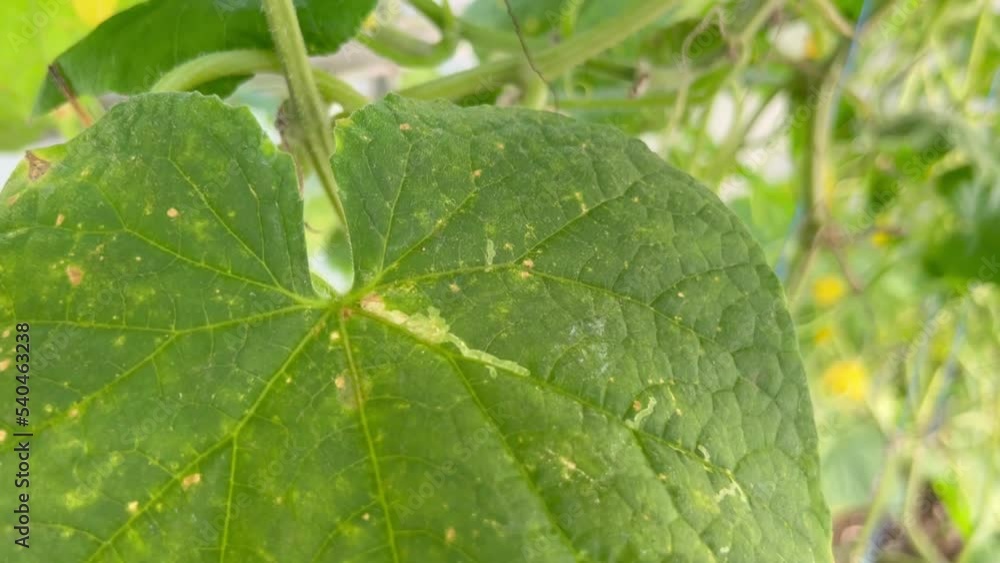 Cucumber leaves affected by downy mildew close-up. Cucumber disease Peronosporosis or False powdery mildew. Leaf with yellow spots. Early symptoms. Cucumber leaves affected by downy mildew close-up. Cucumber disease Peronosporosis or False powdery mildew. Leaf with yellow spots. Early symptoms.