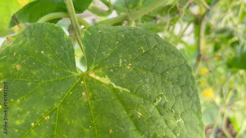 Cucumber leaves affected by downy mildew close-up. Cucumber disease Peronosporosis or False powdery mildew. Leaf with yellow spots. Early symptoms. photo
