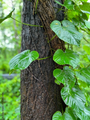 Beautiful closeup shot of the Dioscorea bulbifera plant curling around the tree growing in forest photo