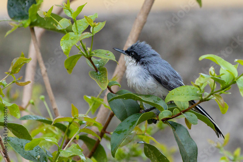 The Masked Gnatcatcher also knows the Balança-rabo perched on the branch. Species Polioptila dumicola. Animal world. Birdwatcher. Bird lover. birding. Flycatcher.