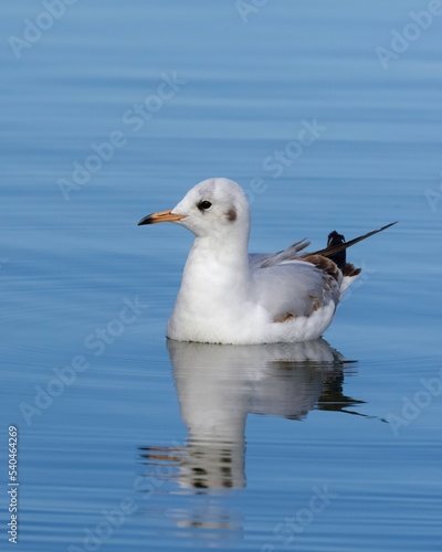 seagull on the water