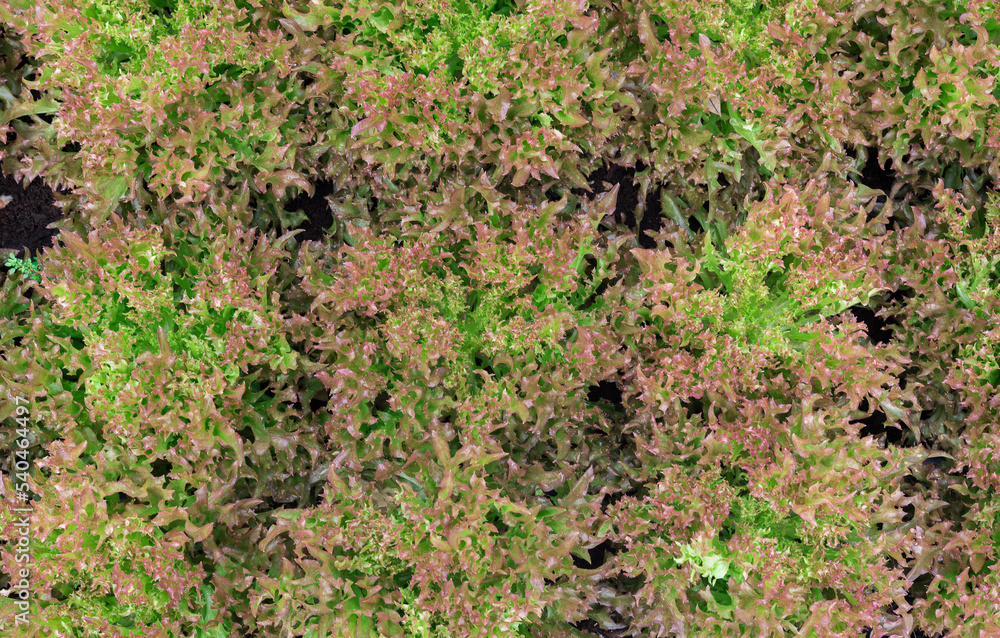 Obraz premium Vegetable salad organic background