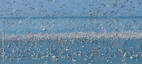 Fotografie, Obraz Flock of flying seagulls in the sky over the blue sea with floating seagulls