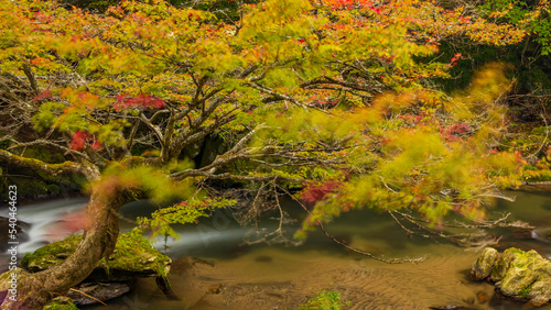 揺れる紅葉の木 © Yuuki Kobayashi