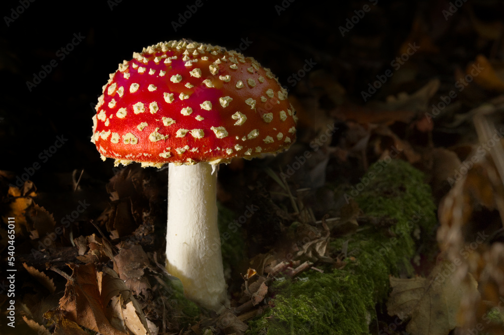 fly agaric close up in macro today fly agaric close up in macro today