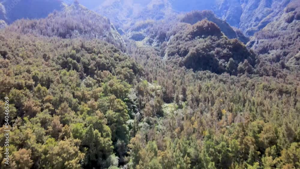 Beautiful tropical forest of Reunion island Beautiful tropical forest of Reunion island