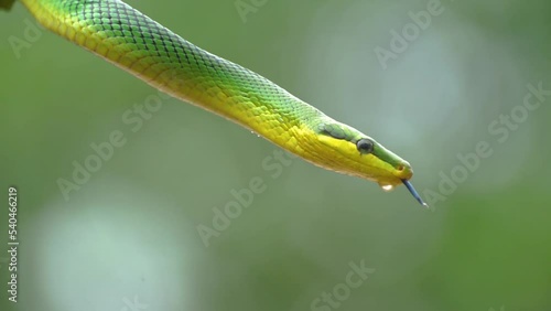 Gonyosoma oxycephalum or arboreal green red-tailed ratsnake vibing and sticking out its blue tongue from a tree with bokeh background photo