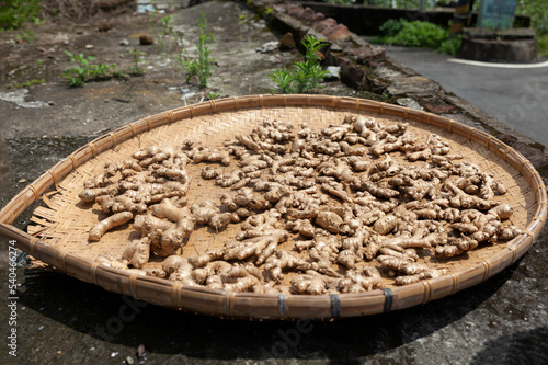 Ginger drying in the sun. Ginger harvest on wicker basket. Ginger roots in the sun drying in preparation for consumption. Raw ginger or tubers or rhizomes in the sun