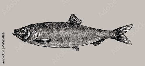 Vintage Fish drawing