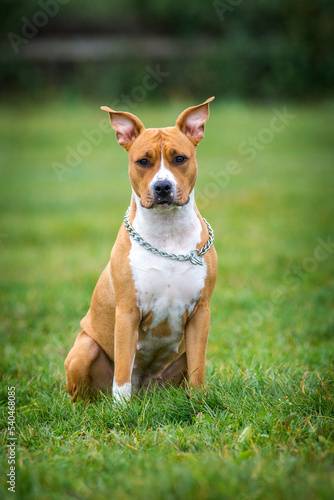 american staffordshire terrier in the meadow