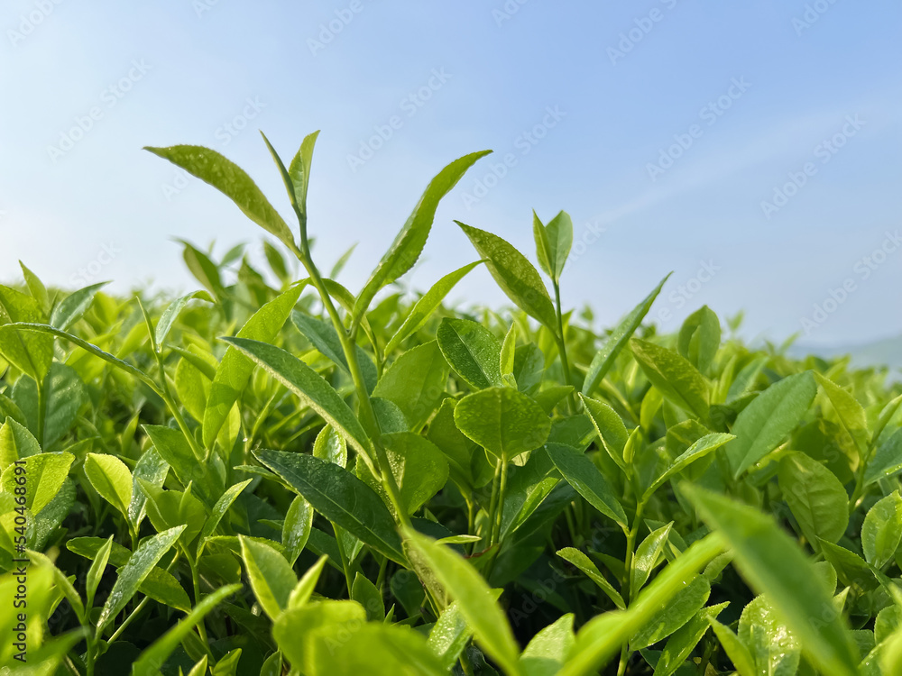 Tea plantation on hills and morning sun in Vietnam Tea plantation on hills and morning sun in Vietnam