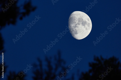 rising moon at twilight framed by tree branches © Anatoli
