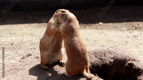 two prairie dogs kiss, love and hugging
