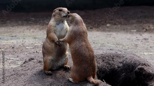 two prairie dogs kiss, love and hugging
