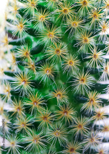 Wallpaper Mural Cute Green spike cactus houseplant Torontodigital.ca