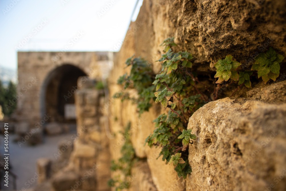 Green wild plants growing on a stone wall at Byblos Citadel, Byblos Castle, Jbeil, Lebanon