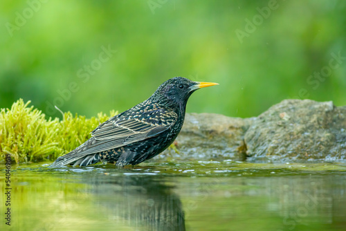 Common Starling in to the forest