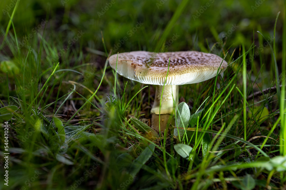 fungi fungi