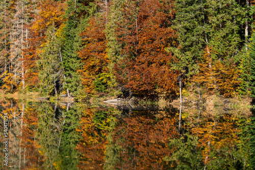 Beautiful calm Synevyr lake autumn landscape with red yellow brown trees  pines with cones on a sunny day. Ukraine