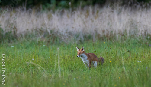 Fototapeta Naklejka Na Ścianę i Meble -  Red fox (Vulpes vulpes) watching
