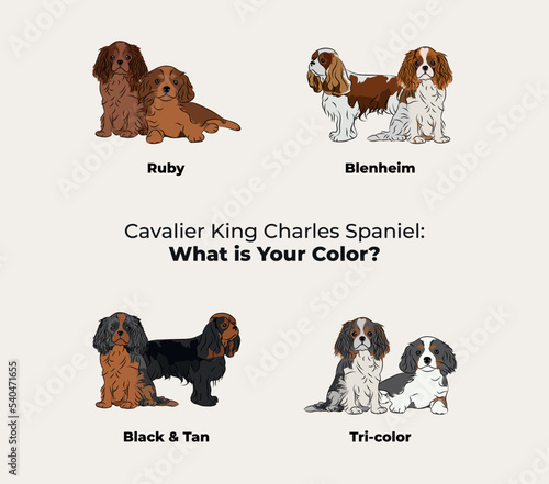 Cavalier King Charles Spaniel colors. Cute dog characters in various poses, designs for print, adorable and cute cartoon vector set, small spaniel in different poses. All popular colors. Dog Drawing.