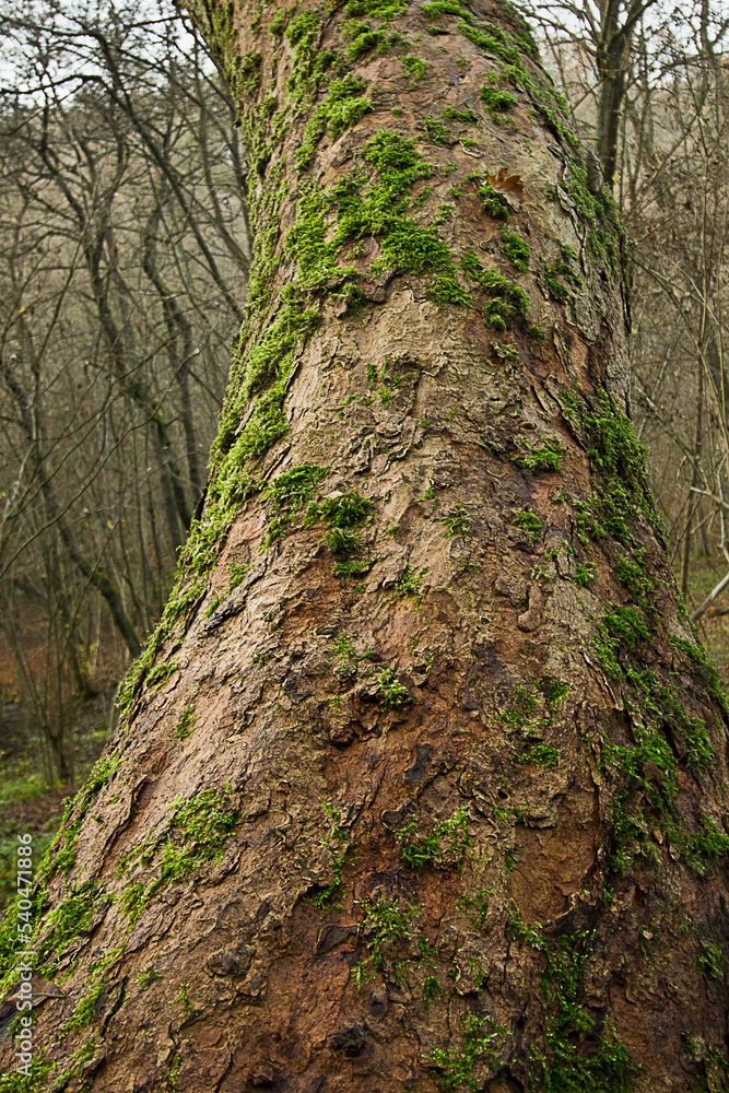 Close-up of a tree trunk covered in moss Close-up of a tree trunk covered in moss