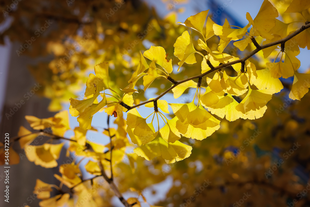 Ginkgo biloba in autumn, the yellow ginkgo leaves Ginkgo biloba in autumn, the yellow ginkgo leaves