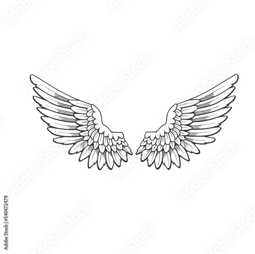 angle wings vector illustration