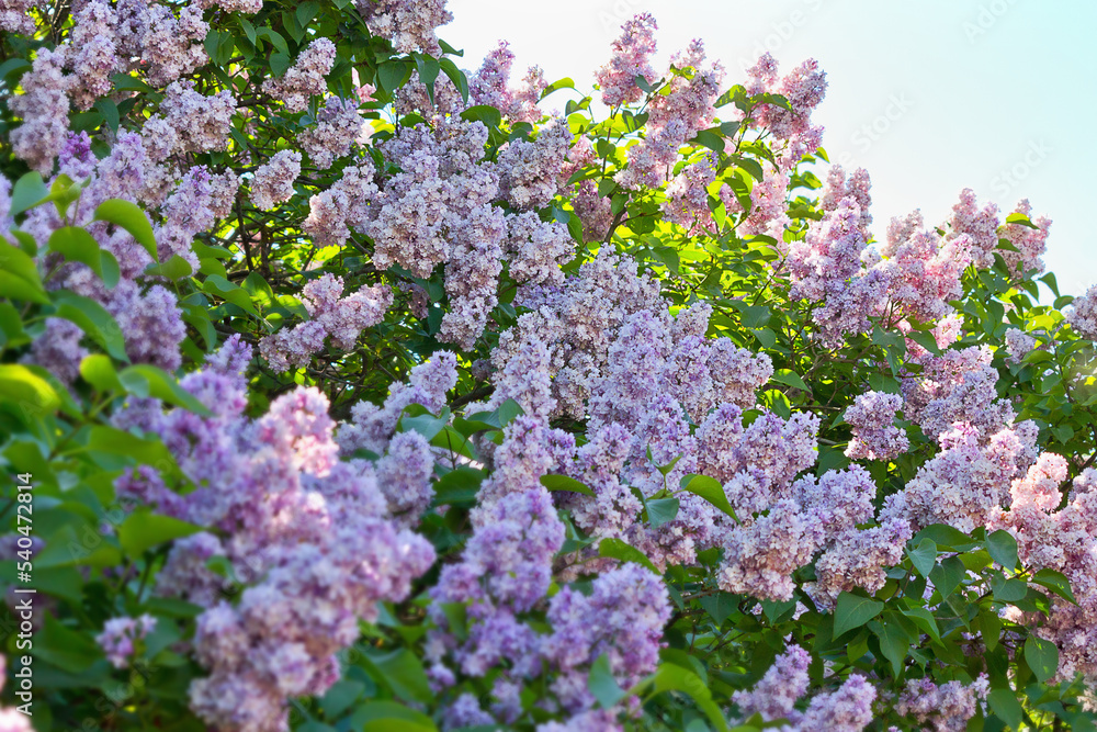 clusters of blossoming purple lilac closeup
